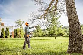 Best Tree Maintenance Programs  in De Soto, IA