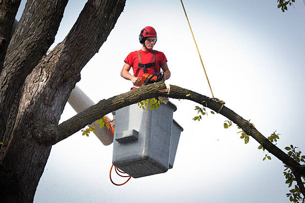 De Soto, IA Tree Services Company