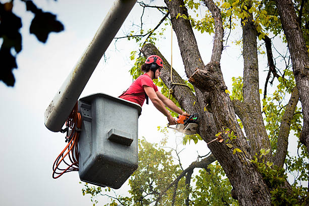 Why Choose Our Tree Removal Services in De Soto, IA?